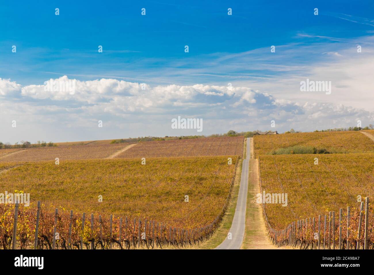 Knezevi vinogradi hi-res stock photography and images - Alamy