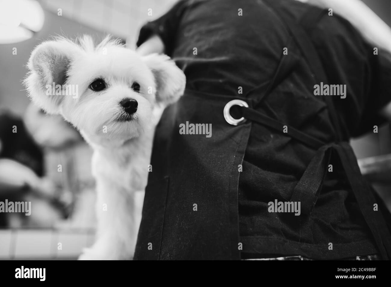 Maltese dog grooming. Haircut dog. Helping animals Stock Photo Alamy
