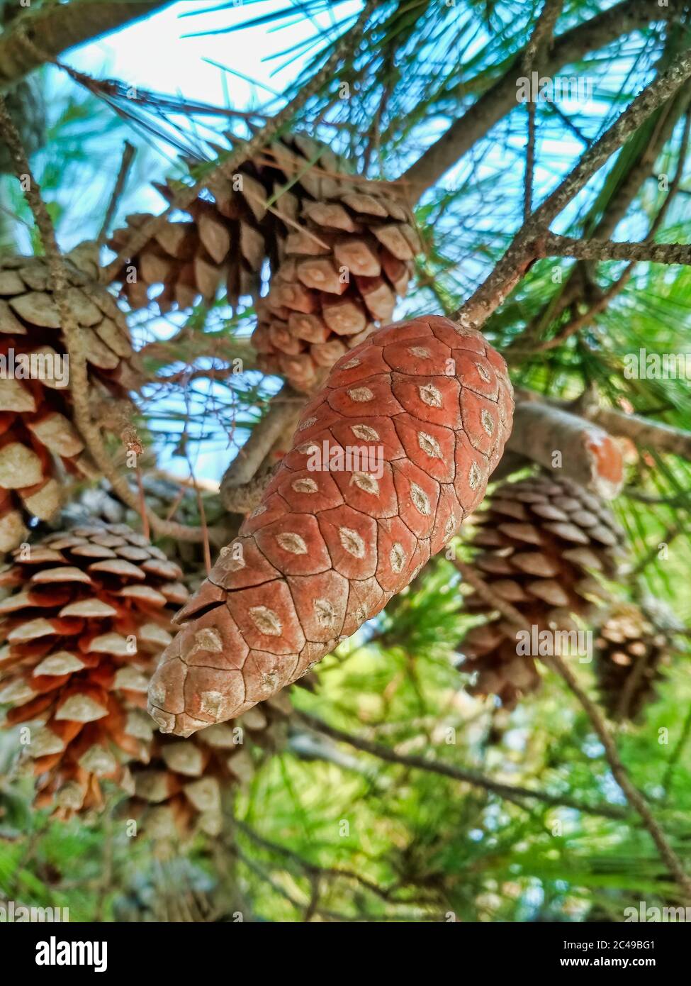 Selected focus shot on a pine cone with branches Stock Photo - Alamy