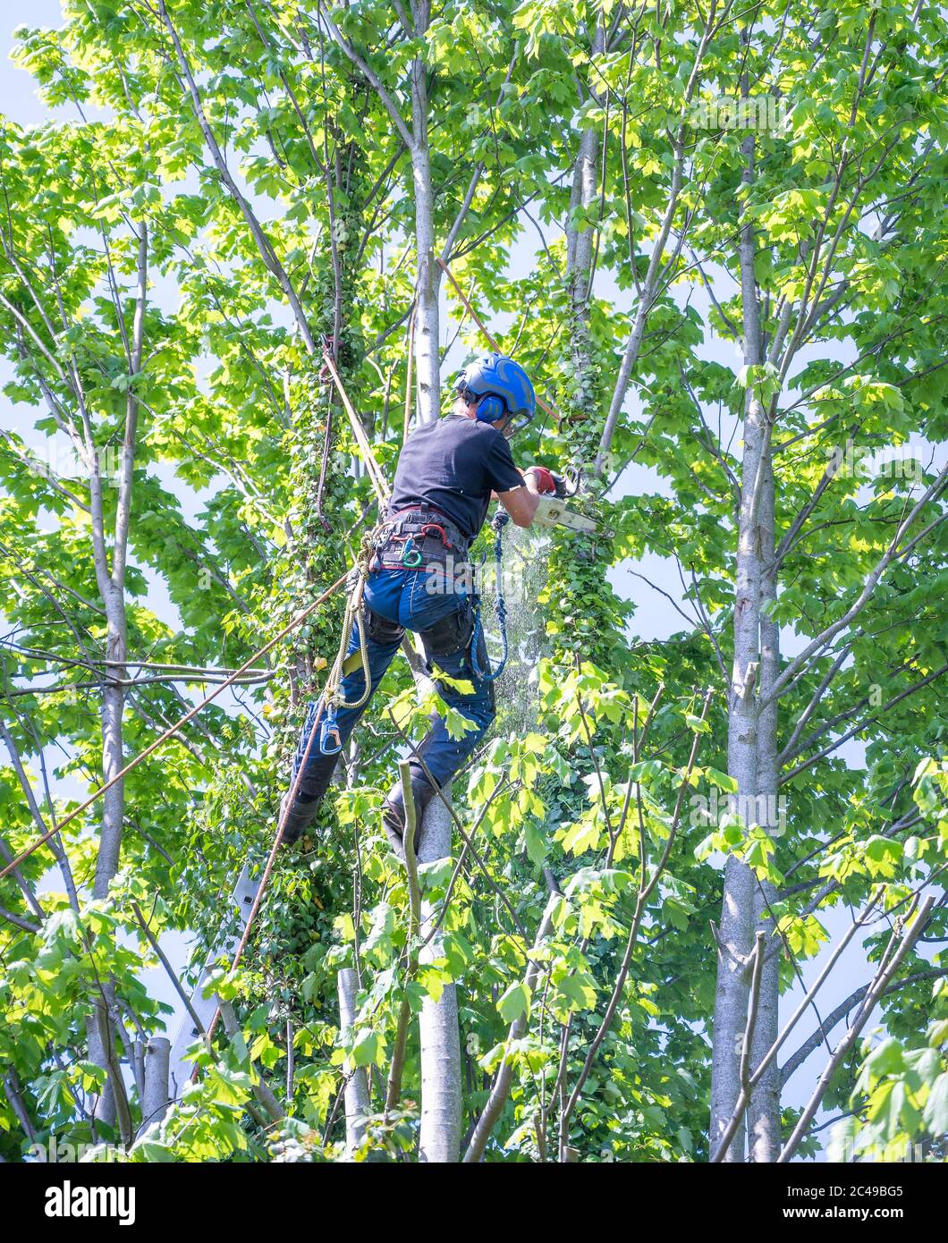 A Tree Surgeon or Arborist using a chainsaw up a tree cutting branches