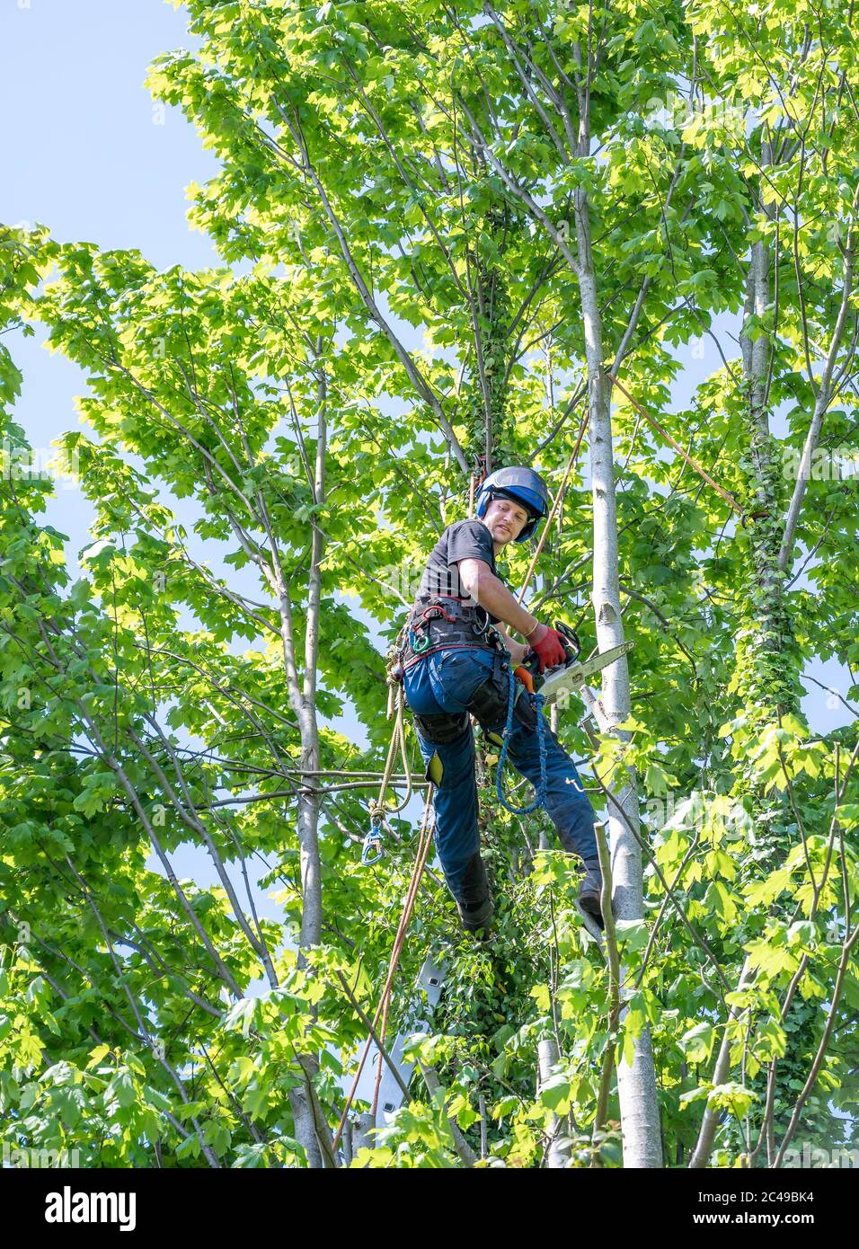 A Tree Surgeon or Arborist with a chainsaw working up a tree Stock ...