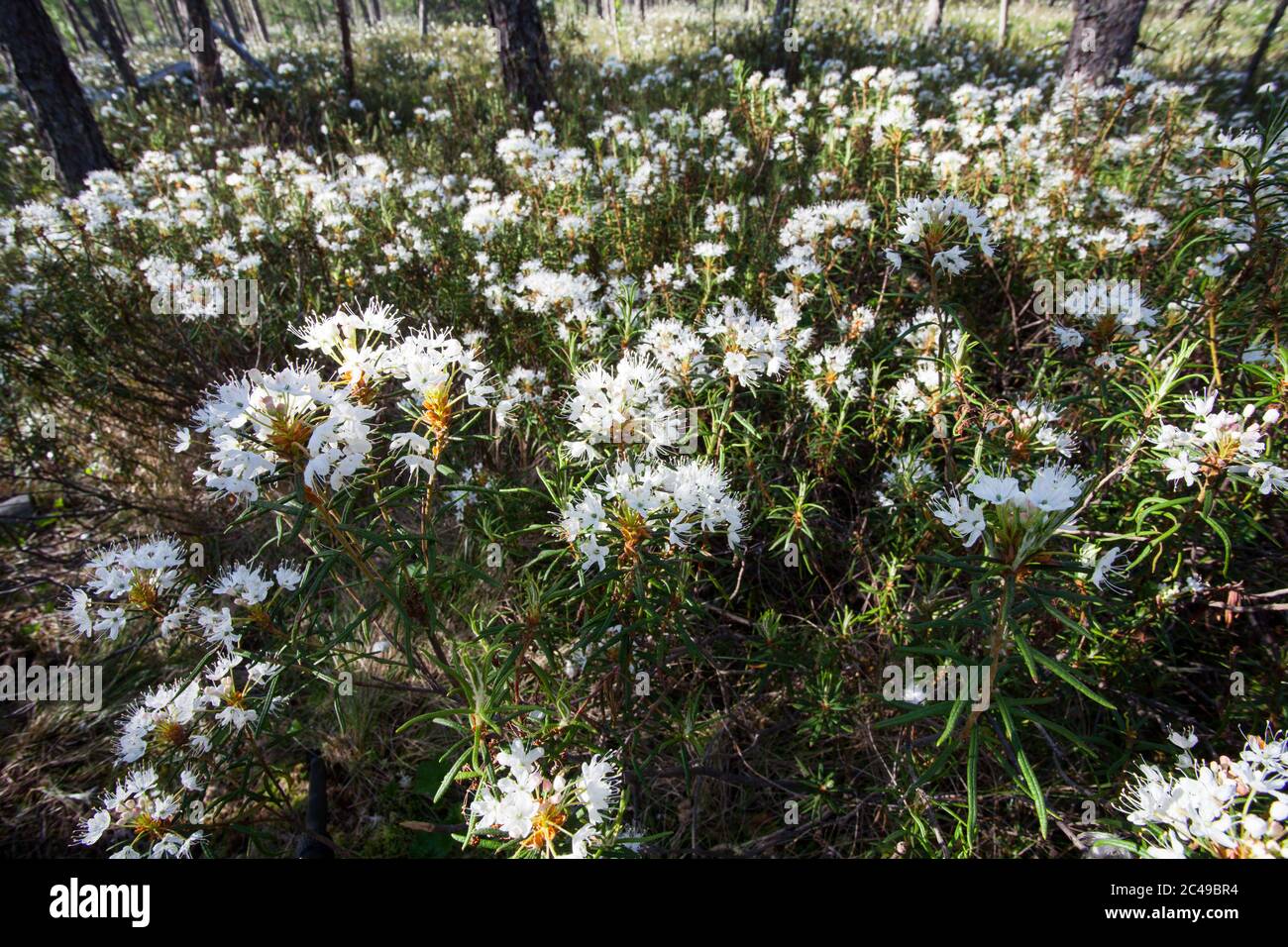 Marsh Labrador tea (Rhododendron tomentosum) Stock Photo