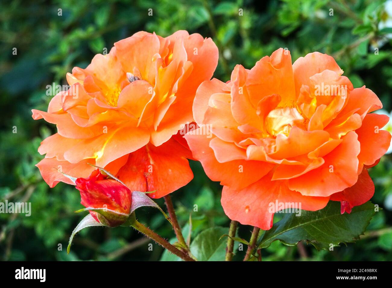 Rosa Pat Austin 'Ausmum', Orange Rose shrub or scrambling climbers Large blooms rose blooms Stock Photo