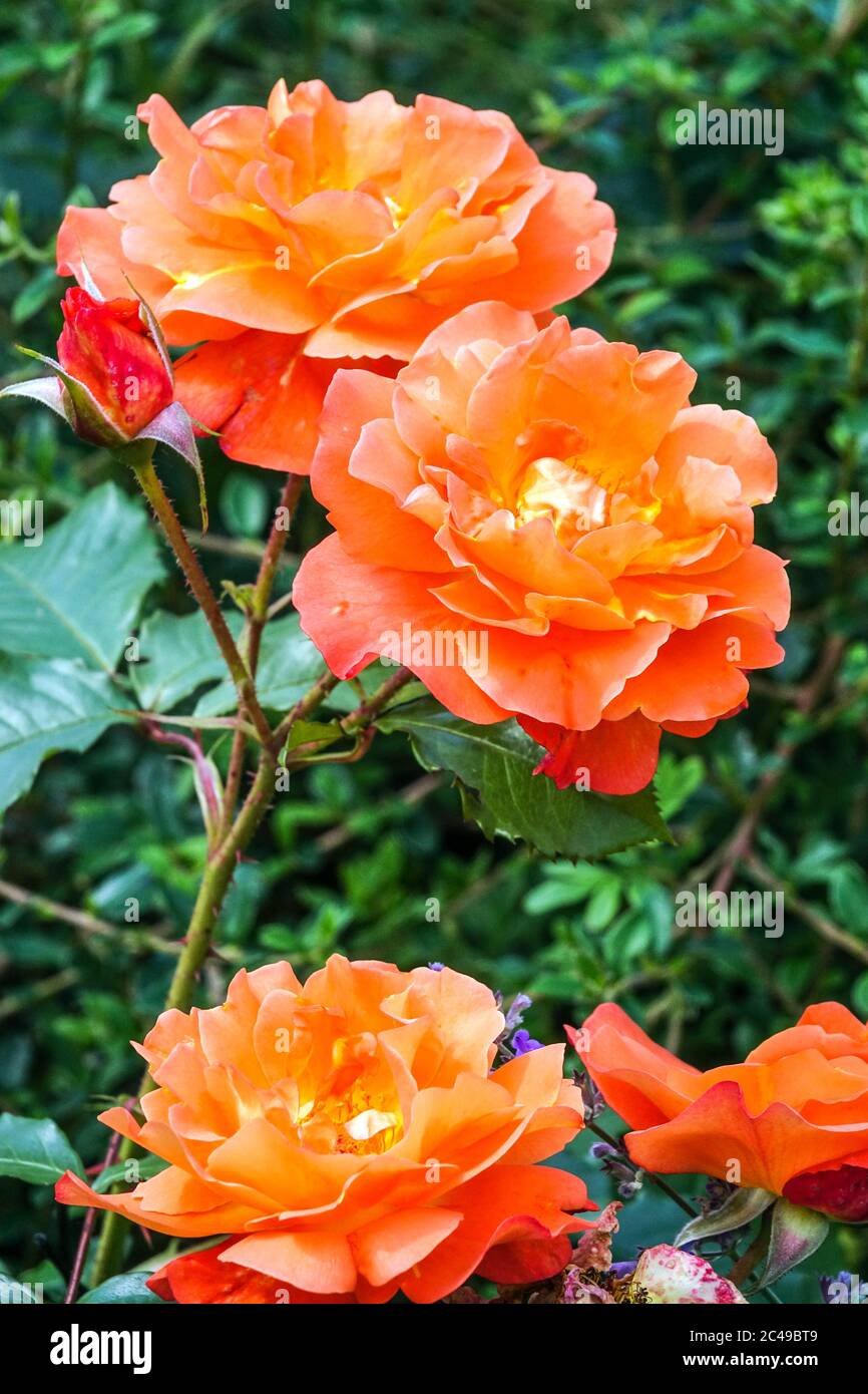 Rosa Pat Austin 'Ausmum', Orange Rose shrub Stock Photo