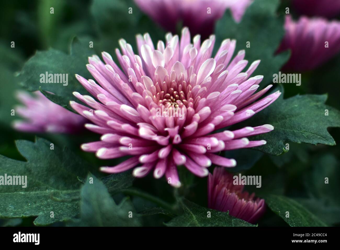 Purple chrysanthemum flower close-up, abstract background, HD Image and