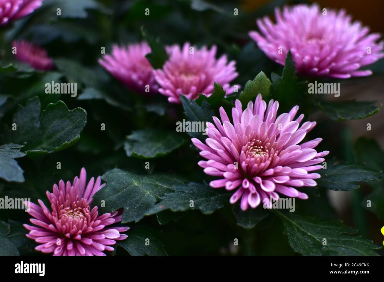Purple chrysanthemum flower close-up, abstract background, HD Image and