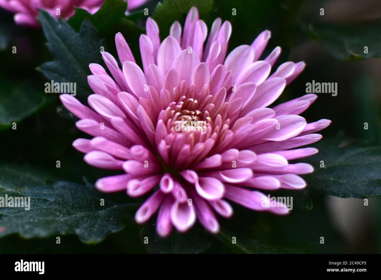 Purple chrysanthemum flower close-up, abstract background, HD Image and