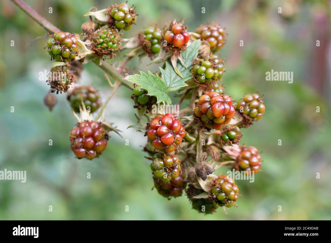 Branch with unripe blackberry in the summer garden, close-up Stock Photo