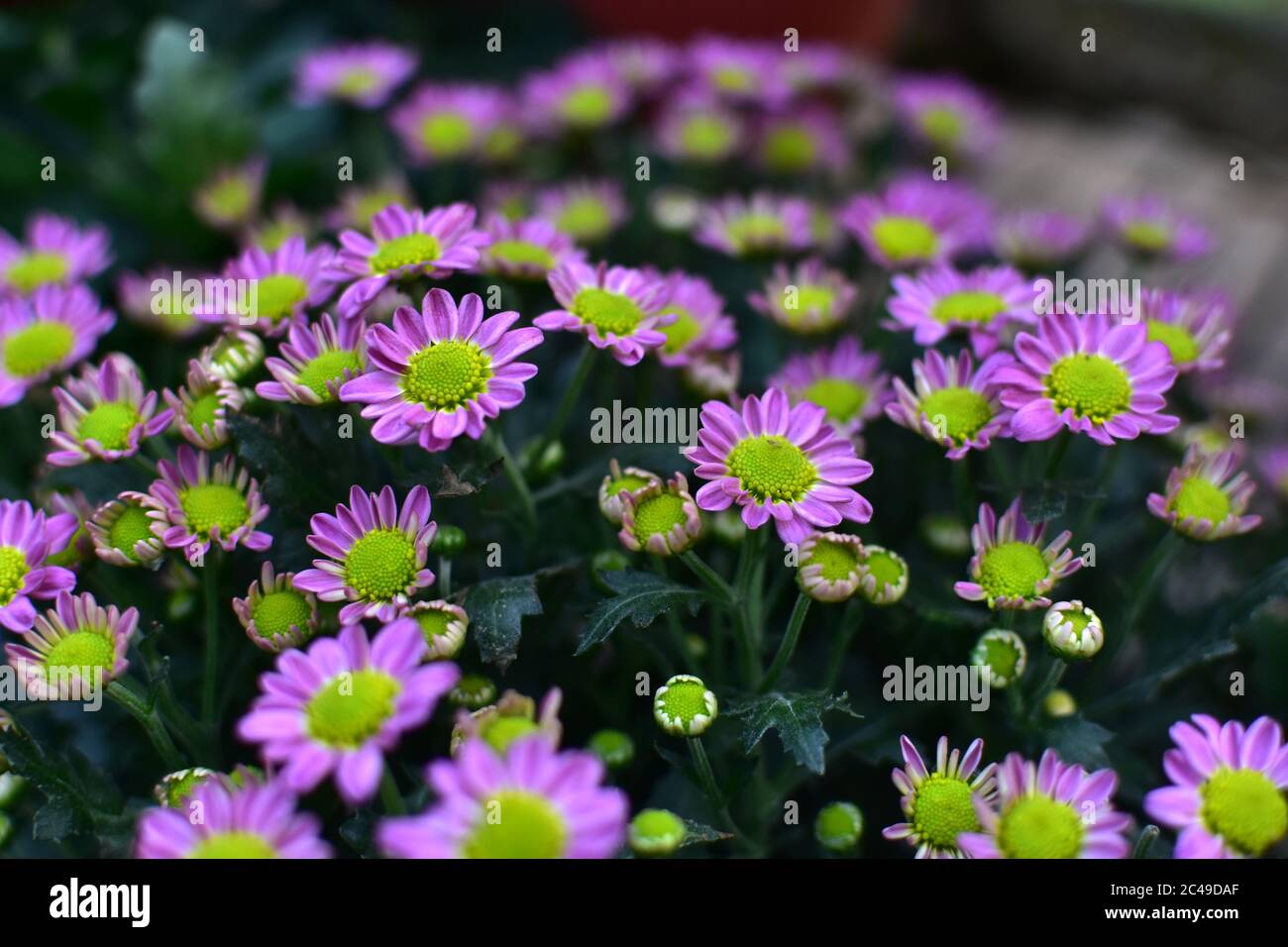 Purple chrysanthemum flower close-up, abstract background, HD Image and