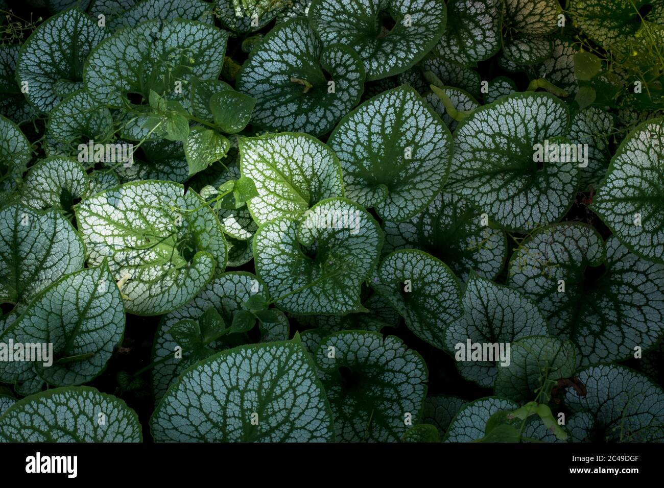 Heartleaf brunnera (binomial name: Brunnera macrophylla), also known as Siberian bugloss, in a spring garden (the genus name honors Swiss botanist Sam Stock Photo