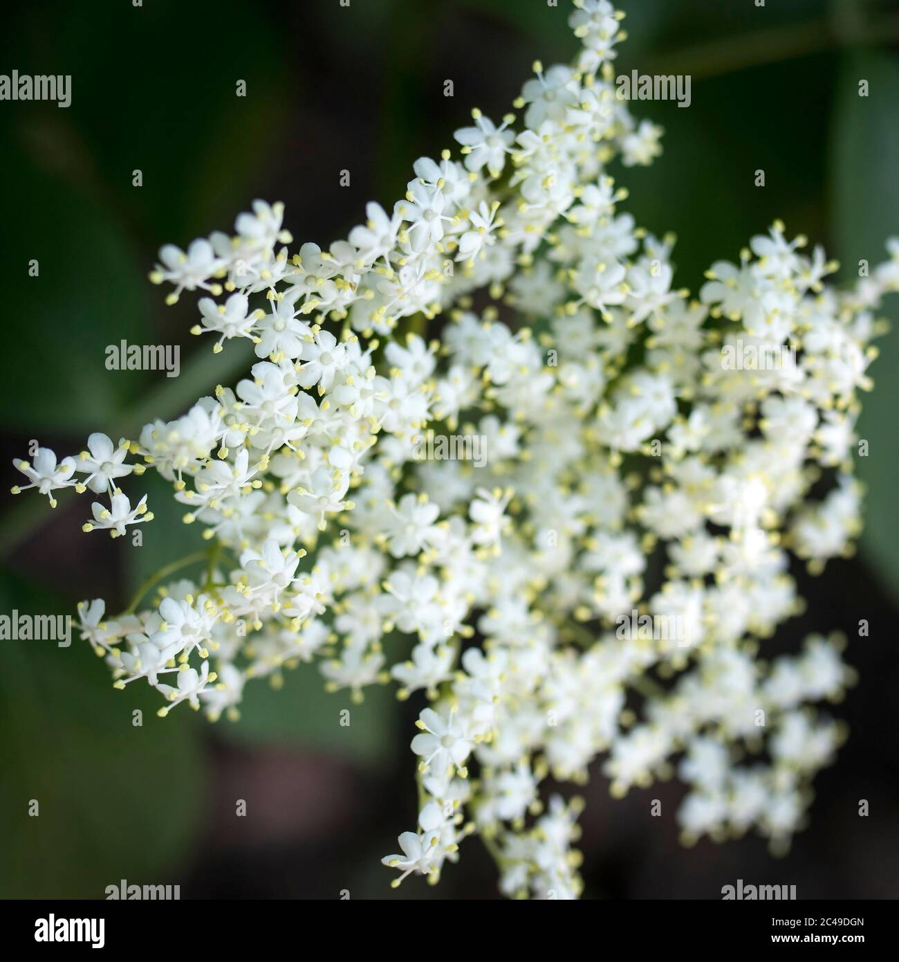Blooming elderflower in garden (Sambucus nigra). Common names: elder, elderberry, black elder, European elder, European elderberry and European black Stock Photo