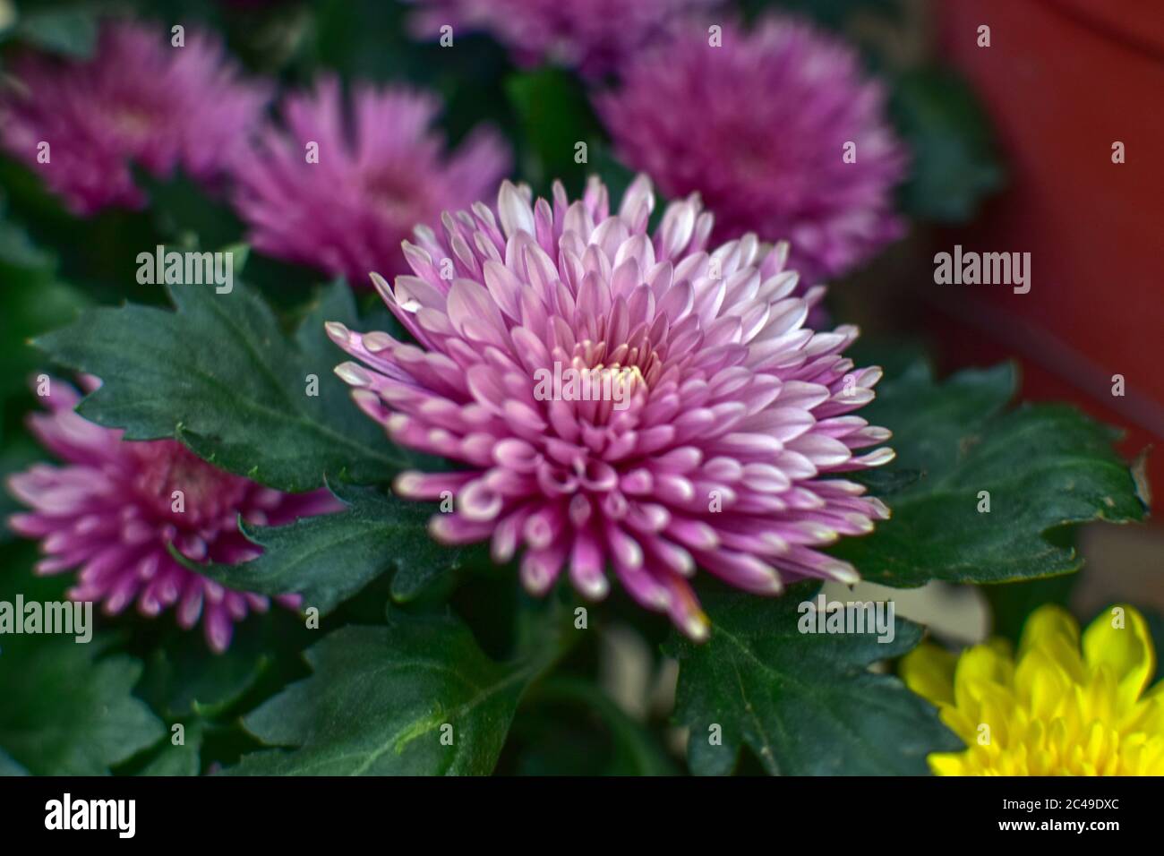 Purple chrysanthemum flower close-up, abstract background, HD Image and