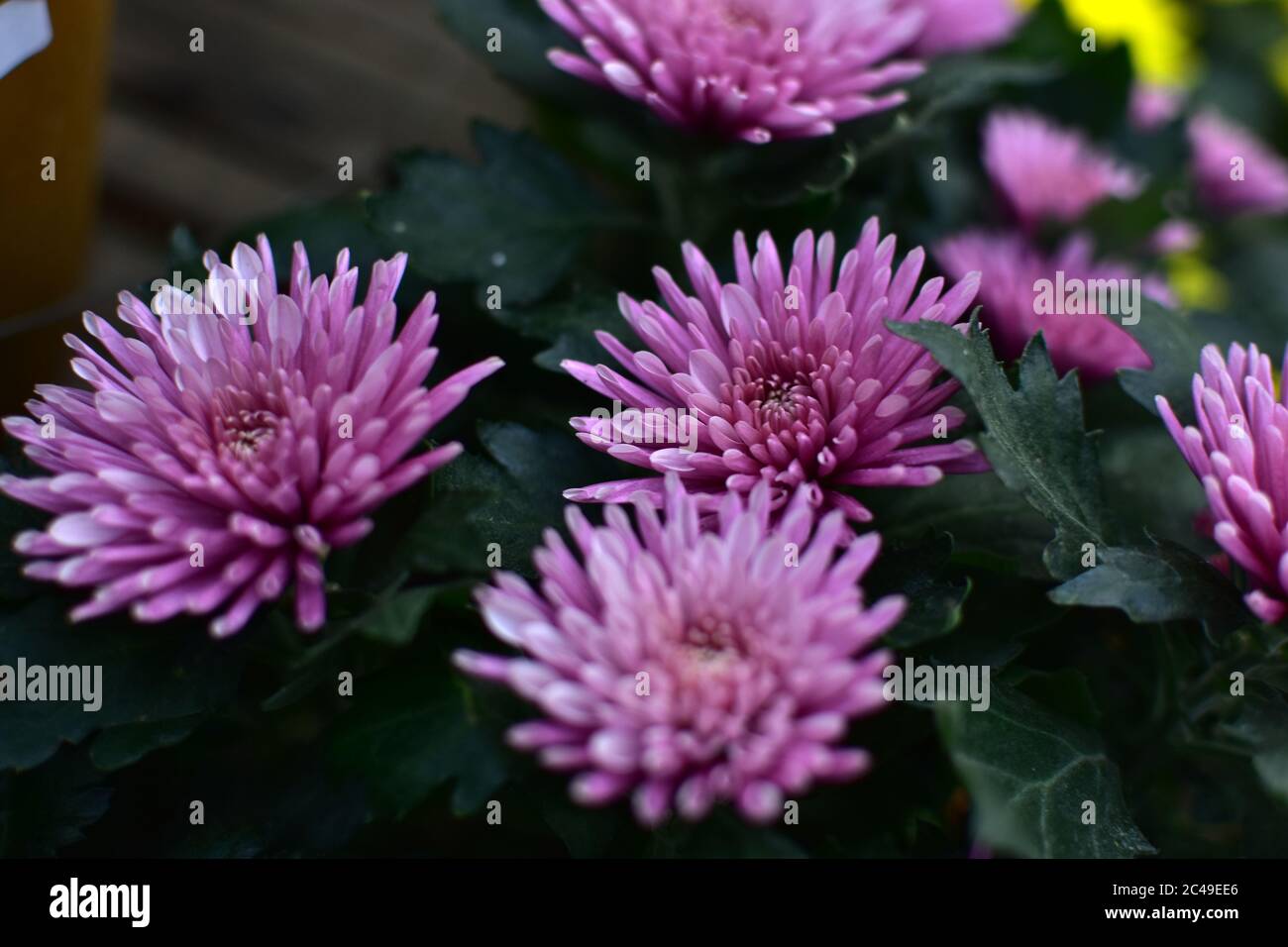 Purple chrysanthemum flower close-up, abstract background, HD Image and