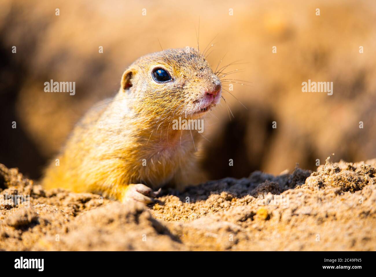 European ground squirrel, Spermophilus citellus, aka European souslik. Small cute rodent in natural habitat. Stock Photo