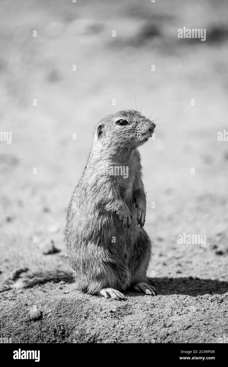 European ground squirrel, Spermophilus citellus, aka European souslik. Small cute rodent in natural habitat sitting on its hind legs. Black and white image. Stock Photo