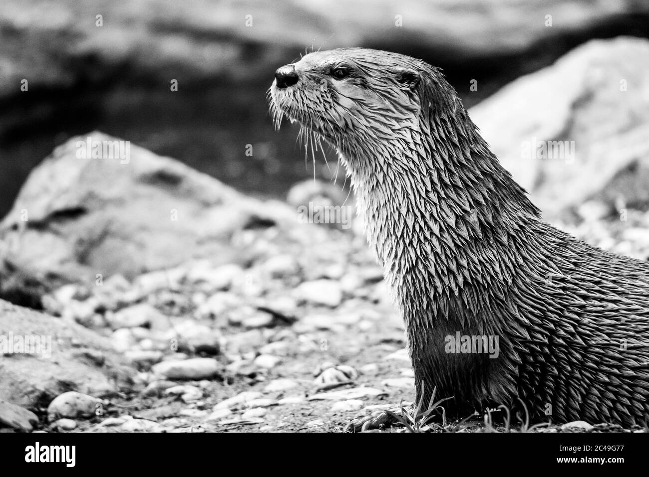 Wet otter sitting on the river bank. Black and white image. Stock Photo