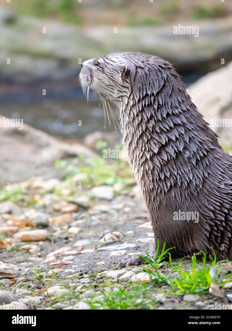 Wet otter sitting on the river bank. Stock Photo