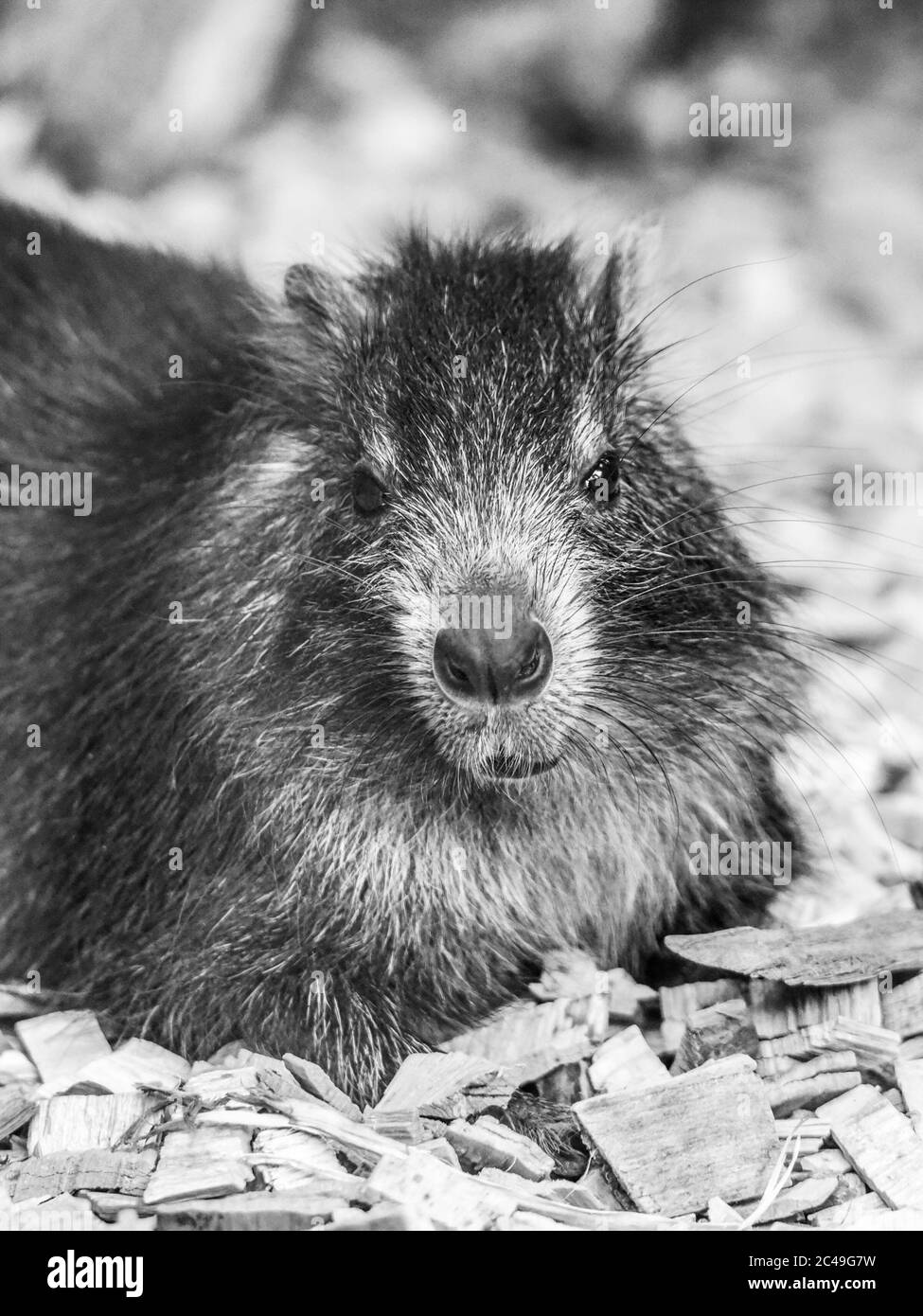 Desmarests hutia or Cuban hutia, Capromys pilorides. Endemic rodent from Cuba, Central America. Black and white image. Stock Photo