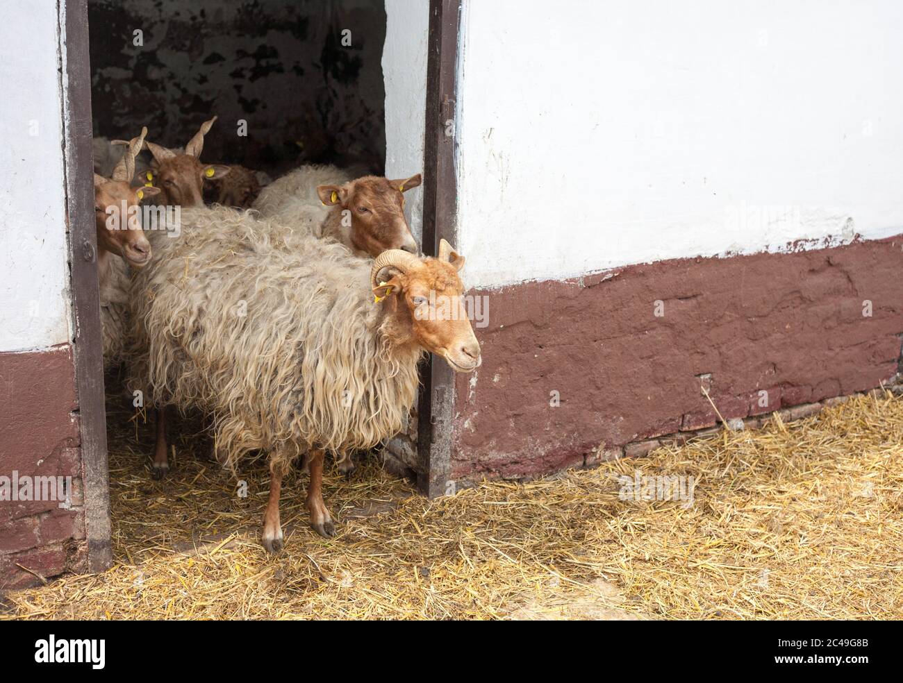 Racka sheeps and their hutch Stock Photo