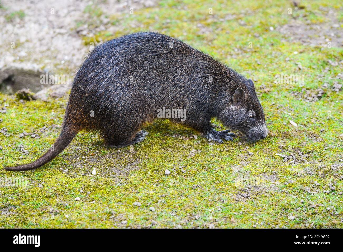 Desmarests hutia or Cuban hutia, Capromys pilorides. Endemic rodent from Cuba, Central America. Stock Photo