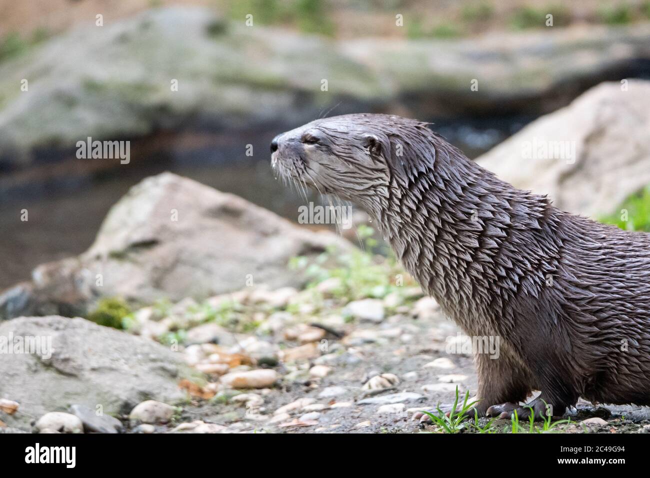 Wet otter sitting on the river bank. Stock Photo