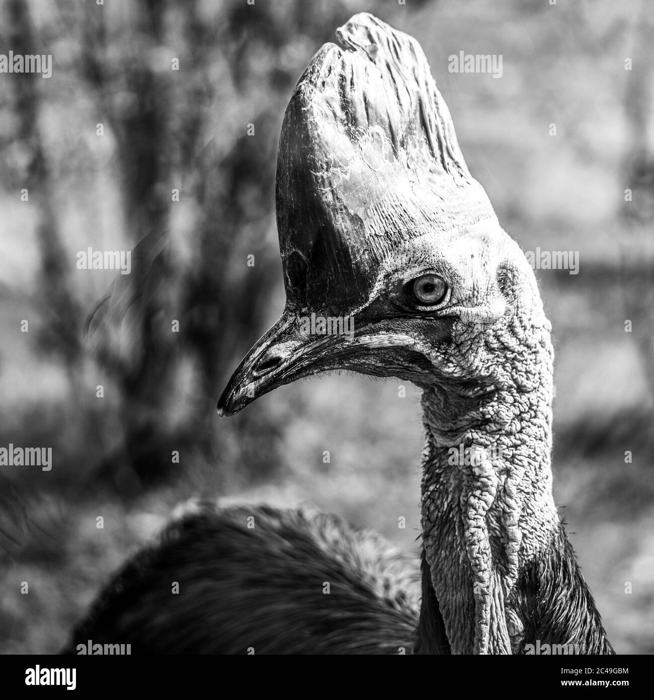 Southern cassowary, Casuarius casuarius, ratite bird close-up view. Native to Papua New Guinea, Indonesia and Australia tropical forests. Black and white image. Stock Photo
