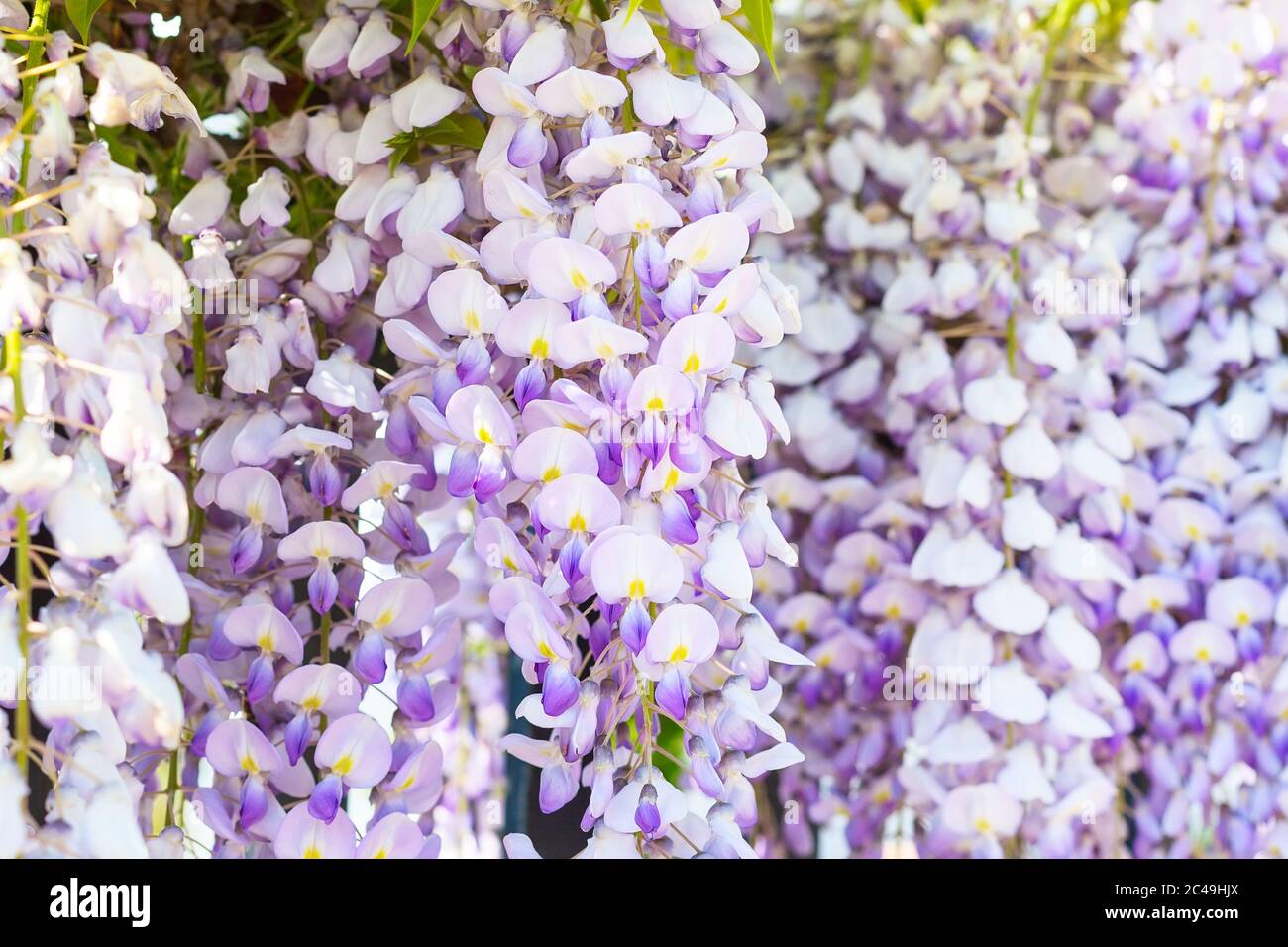 Wisteria close up hi-res stock photography and images - Alamy