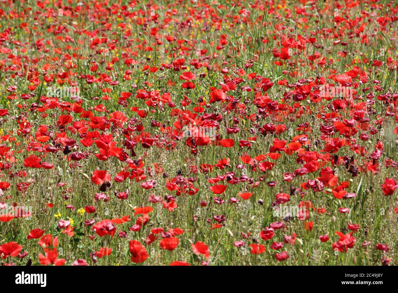 Field full of red common poppy flower gleaming under the sun Stock ...