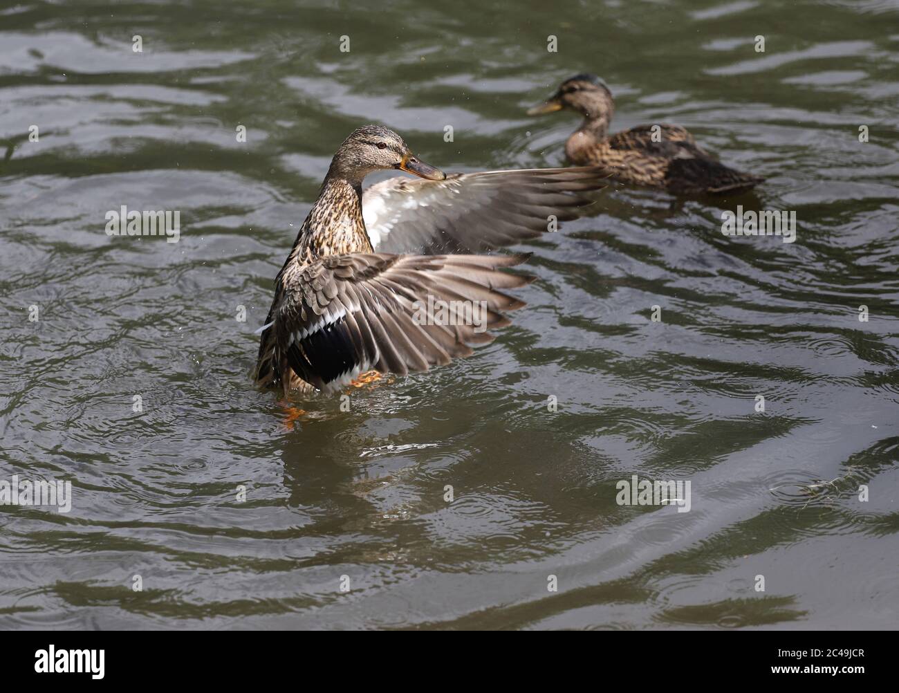 Young Mallard ducks flutter their wings, dive and swim in the lake with rushes Stock Photo