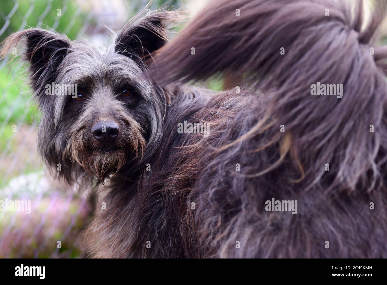 Dog with long black hair hi-res stock photography and images - Alamy