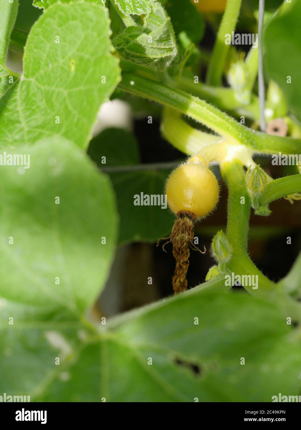 Squash uchiki kuri  female flower fertilized Stock Photo