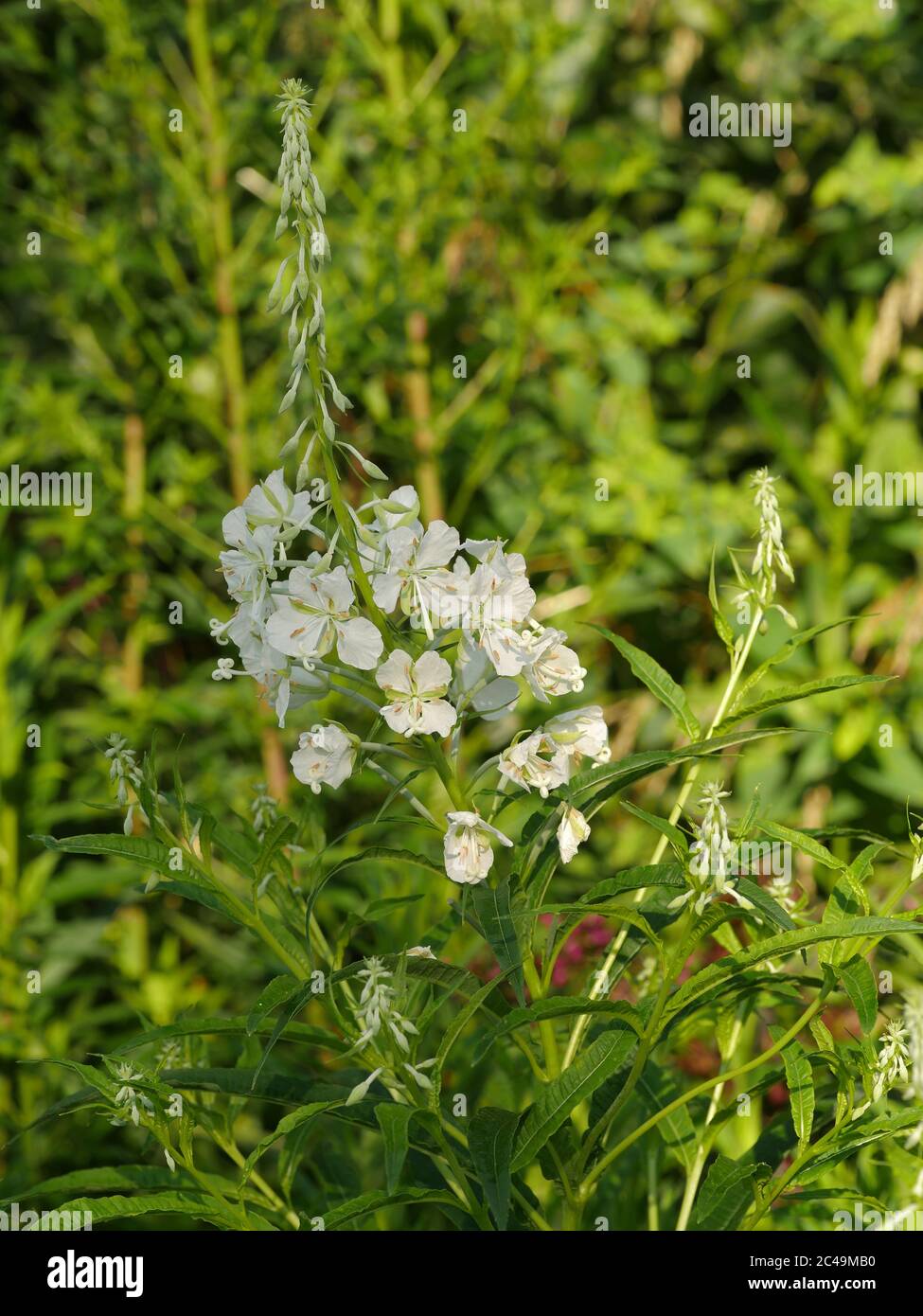 Chamaenerion angustifolium 'Album',  Epilobium angustifolium alba, White Rosebay Willowherb Stock Photo