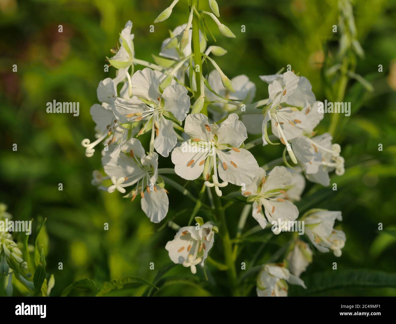 Chamaenerion angustifolium 'Album',  Epilobium angustifolium alba, White Rosebay Willowherb Stock Photo