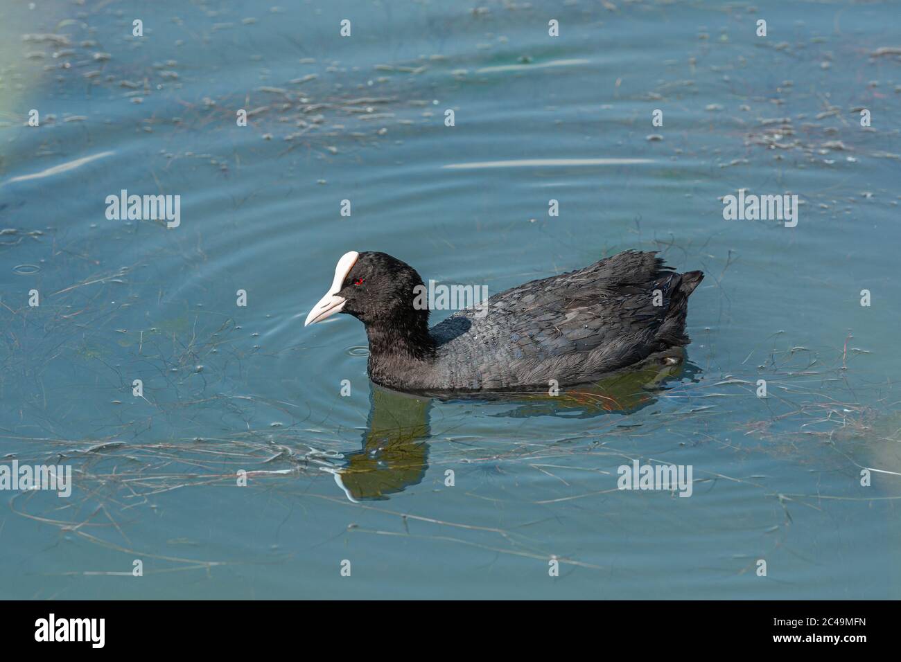 Eurasian coot (Fulica atra) a grey duck with white tip on the head. High quality photo. Blue water. Eurasian coot also known as the common coot, or Australian coot, Rallidae species Stock Photo