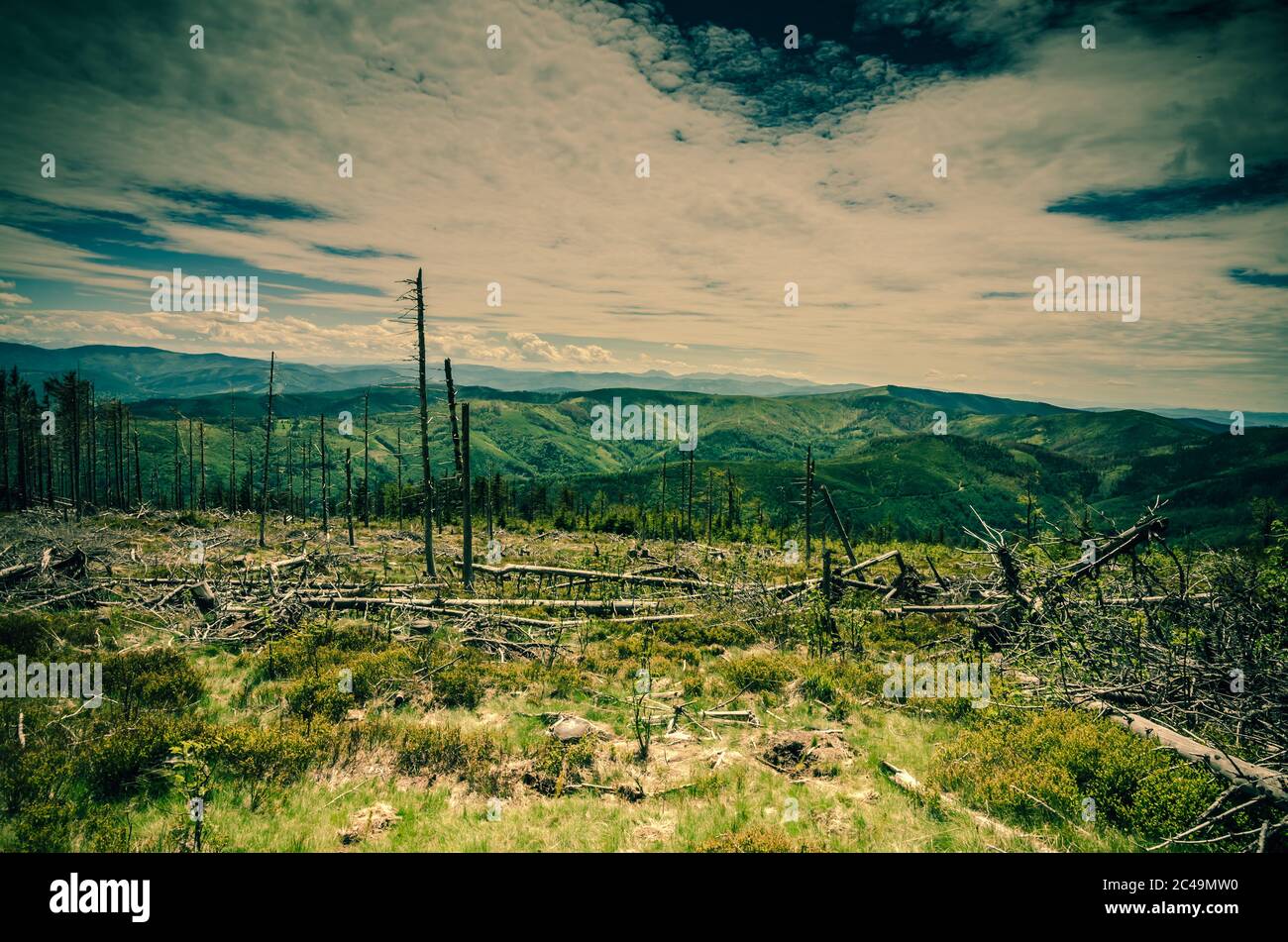 Panoramic view of a clearing with old withered tree trunks with a mountain range in the background Stock Photo