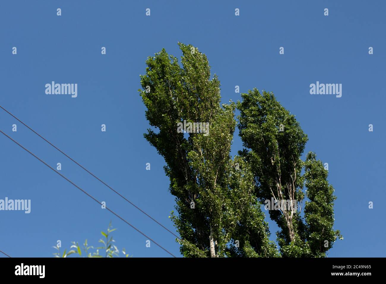 Tall high poplar trees hi-res stock photography and images - Alamy