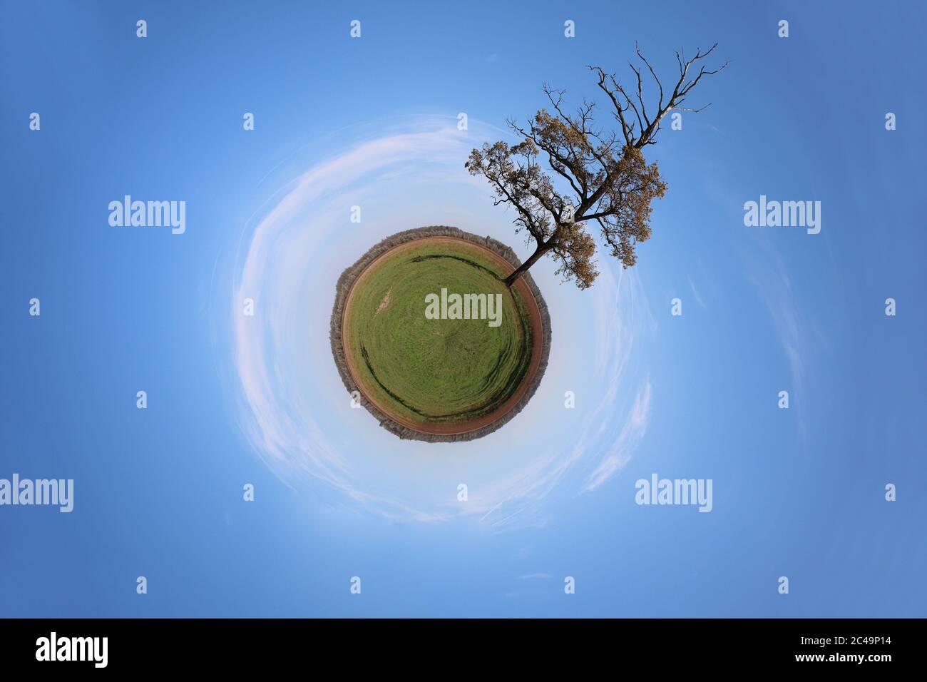 Stereographic panoramic projection of a green field with an tree. 360 degree panorama. Stock Photo