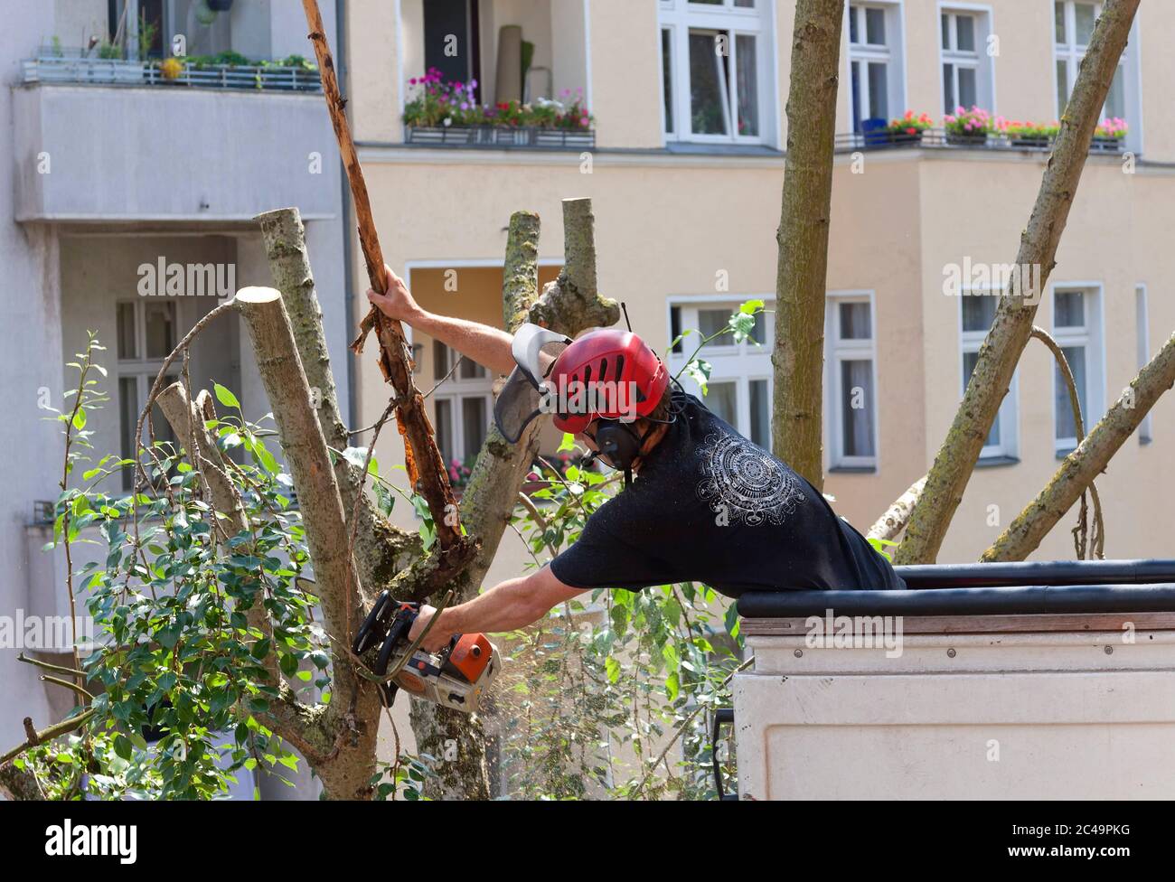 Trees are cut in Berlin Stock Photo Alamy