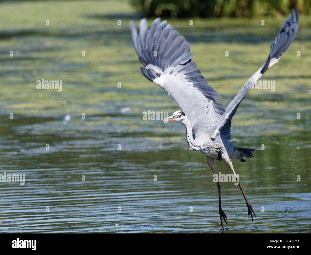A Grey Heron (Ardea cinerea) in flight over Crime Lake at Daisy Nook Country Park in Oldham on a hot sunny day Stock Photo