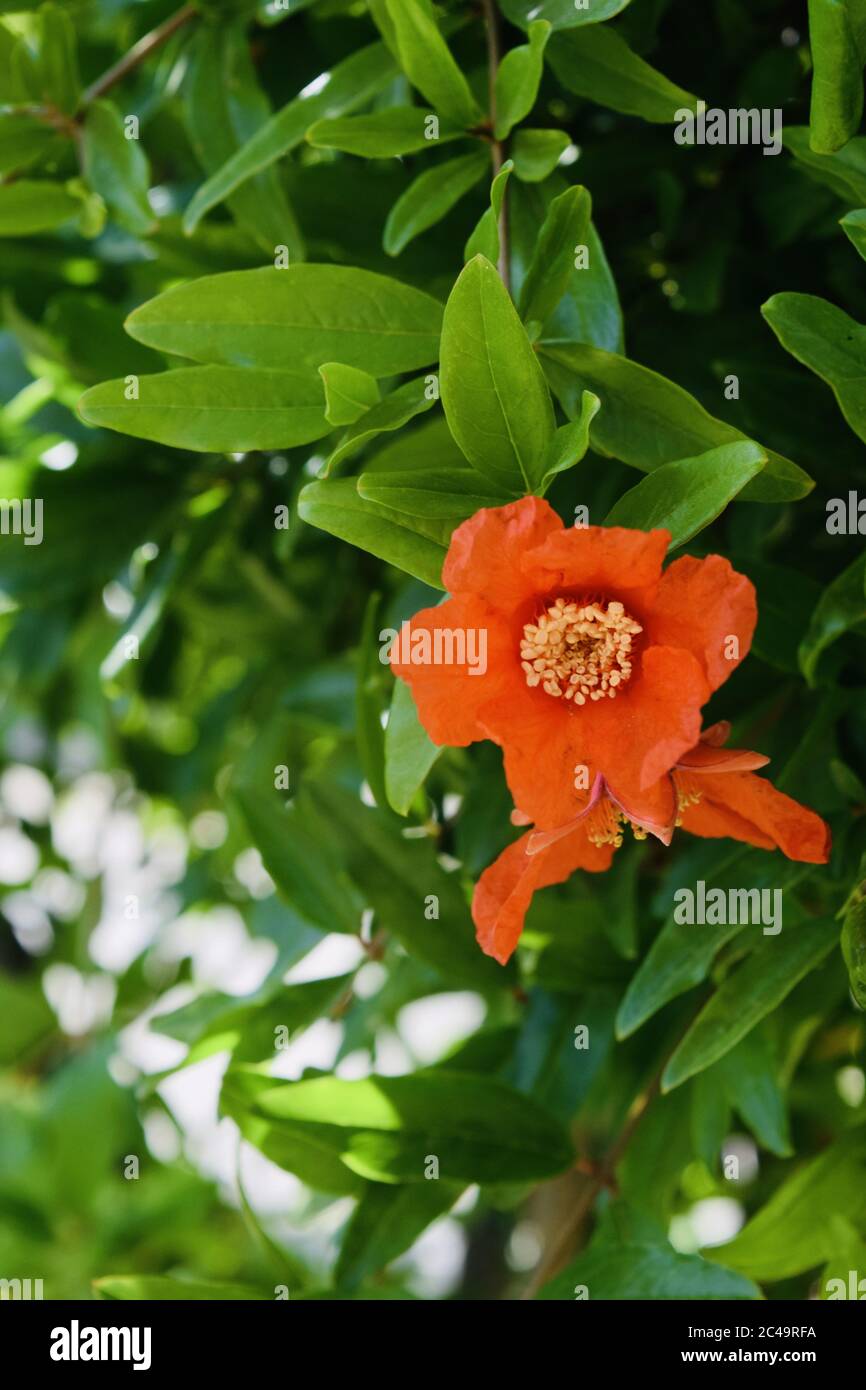 Vertical selective focus shot of an orange shrubby cinquefoil flower on the bush Stock Photo