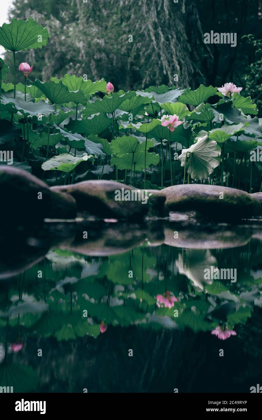 The lotus in the pond is in full bloom Stock Photo - Alamy