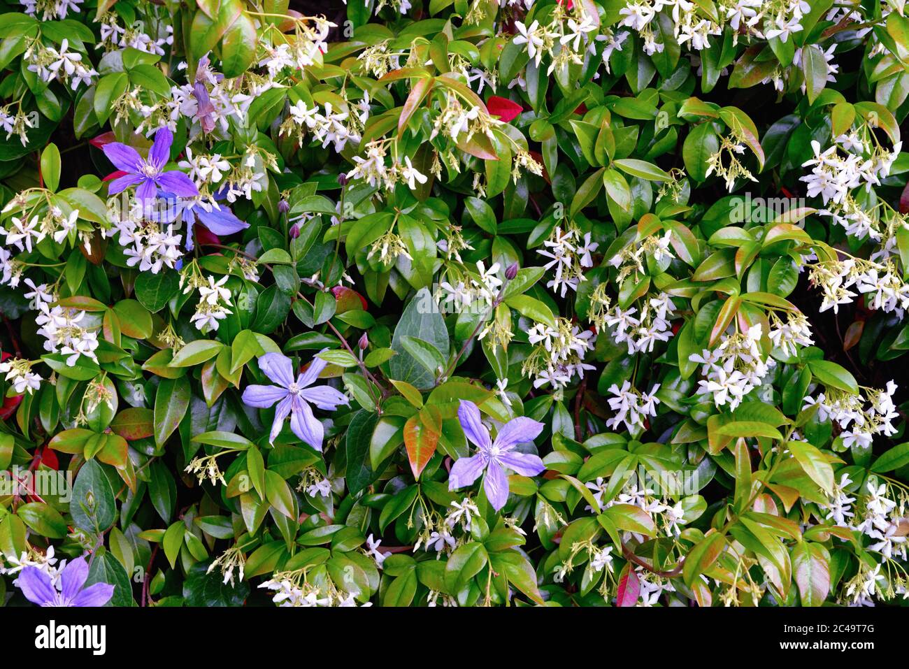 Close up of a flowering Star Jasmine, Trachelospermum jasminoides, shrub with blue clematis flowers growing through Stock Photo