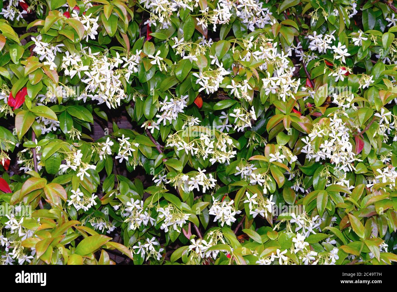 Close up of a flowering Star Jasmine, Trachelospermum jasminoides, shrub Stock Photo