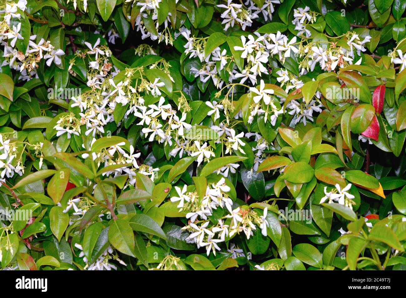 Close up of a flowering Star Jasmine, Trachelospermum jasminoides, shrub Stock Photo