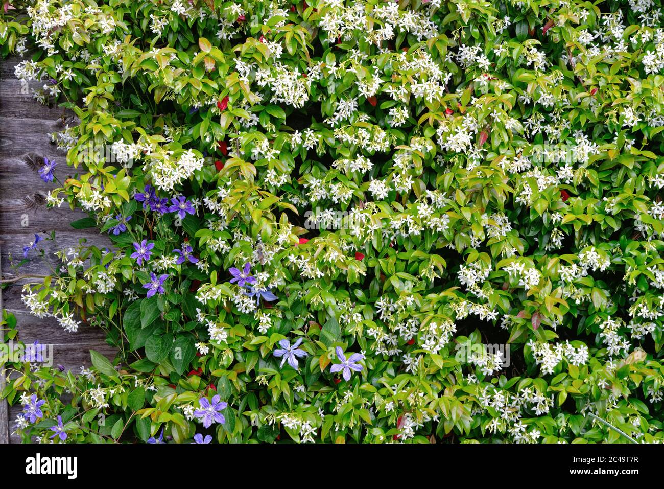 Close up of a flowering Star Jasmine, Trachelospermum jasminoides, shrub with blue clematis flowers growing through Stock Photo