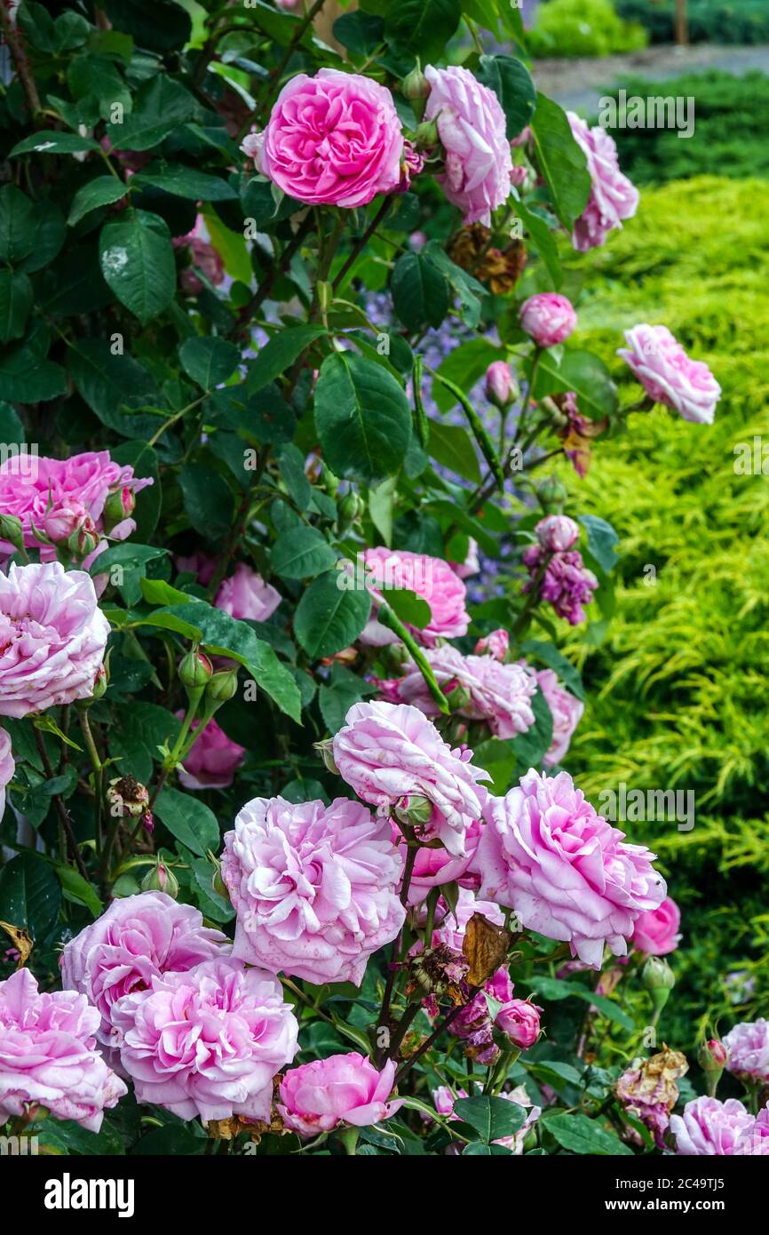Rose Rosa Gertrude Jekyll Stock Photo Alamy