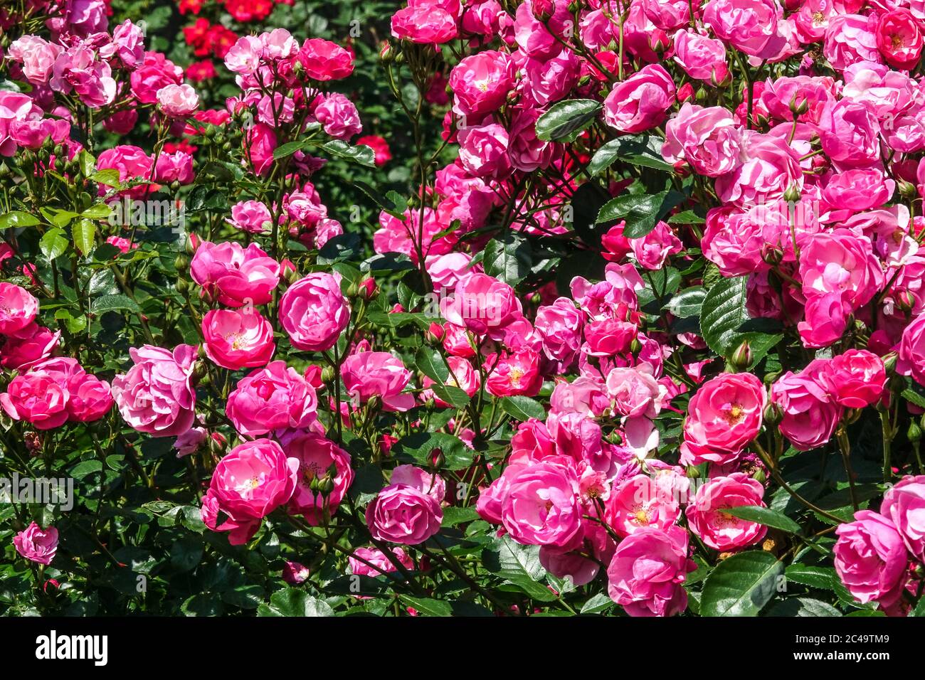 Rose Rosa 'Centenaire de Lourdes' Stock Photo - Alamy