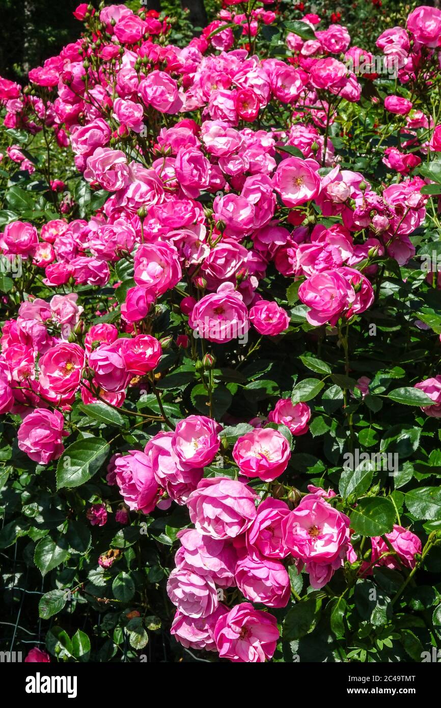 Rose Rosa 'Centenaire de Lourdes', rambler rose garden shrub roses Stock  Photo - Alamy