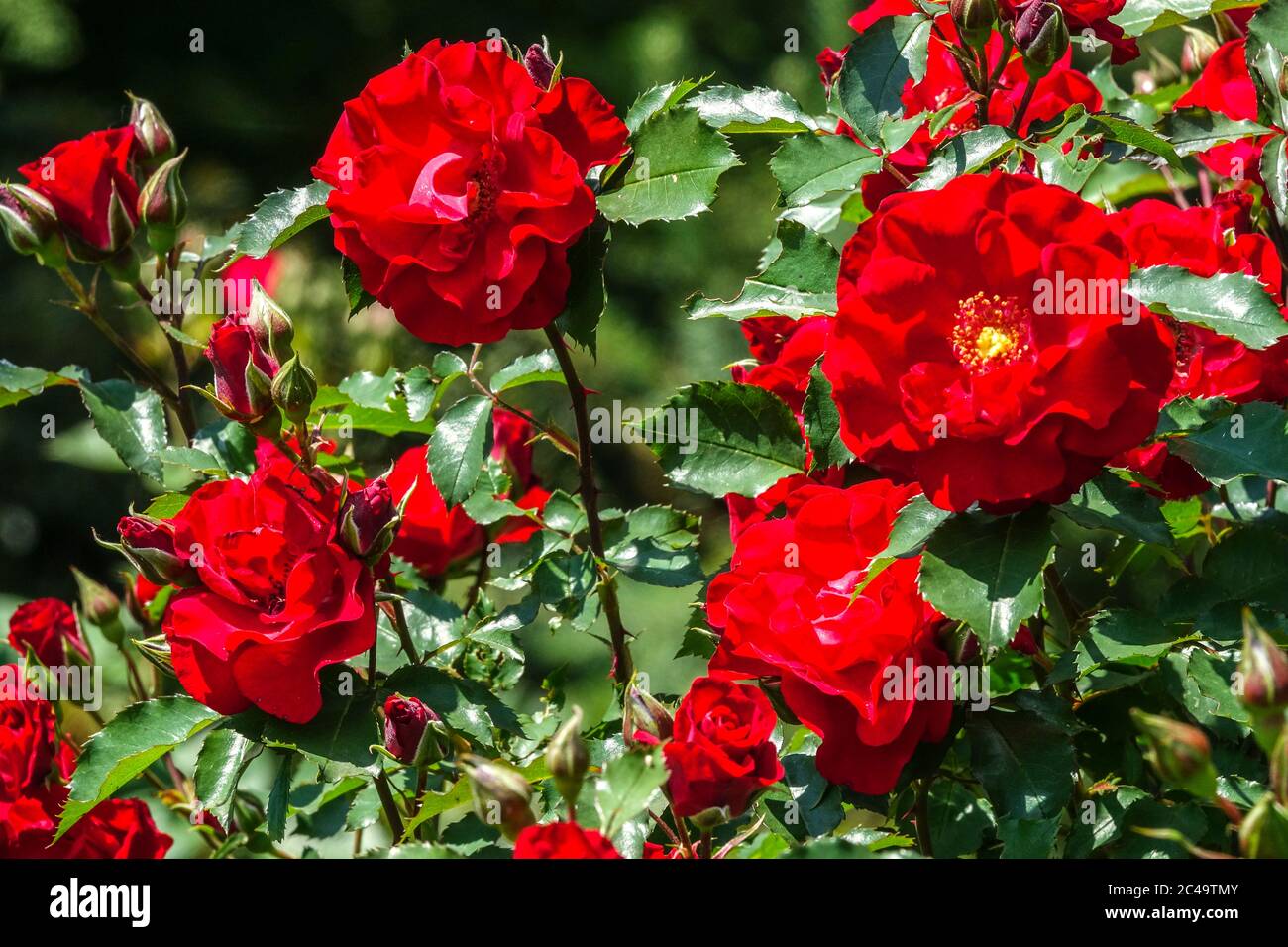 Rose Rosa 'Roter Korsar' Stock Photo