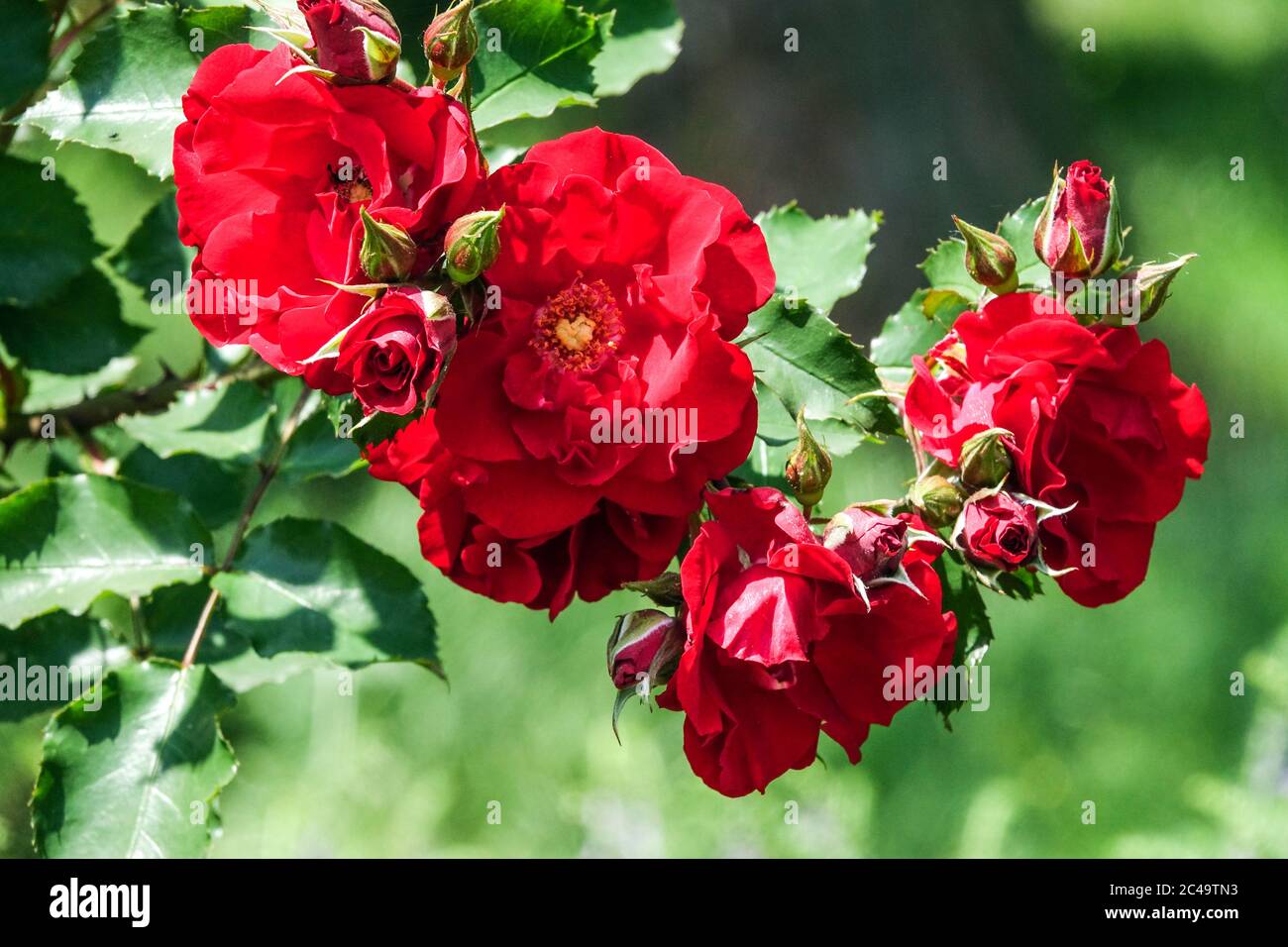 Rose Rosa 'Roter Korsar' Shrub Rose, Large blooms red rose blooms Stock Photo